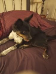Lost Female Dog last seen E. Kings hwy / Southfield, Shreveport, LA 71105