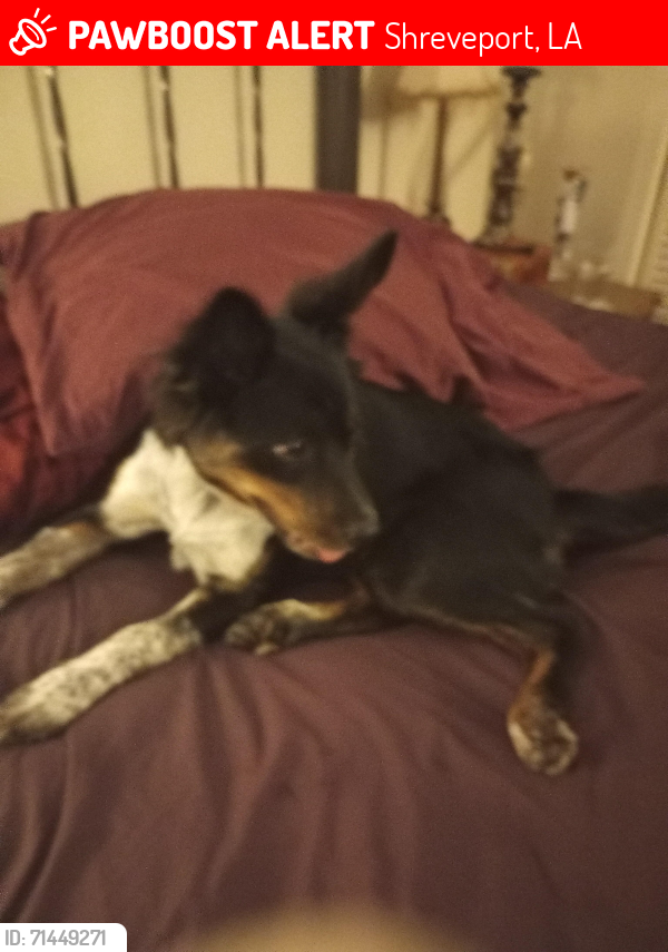 Lost Female Dog last seen E. Kings hwy / Southfield, Shreveport, LA 71105