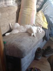 Lost Male Cat last seen Harrahs Casino, Kansas City, MO 64116