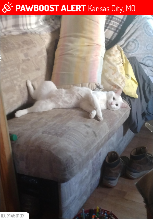 Lost Male Cat last seen Harrahs Casino, Kansas City, MO 64116