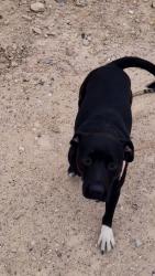 Lost Female Dog last seen Nellis and Desert inn, Sunrise Manor, NV 89121