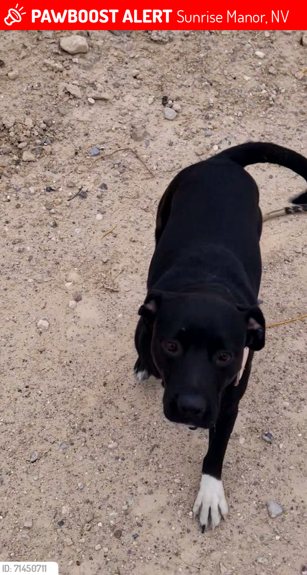 Lost Female Dog last seen Nellis and Desert inn, Sunrise Manor, NV 89121