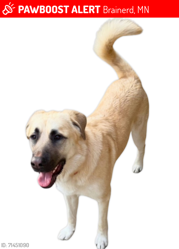 Lost Female Dog last seen Lake allen drive , Brainerd, MN 56401