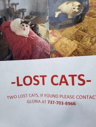 Lost Male Cat last seen Huron/ Lucerne, Austin, TX 78753