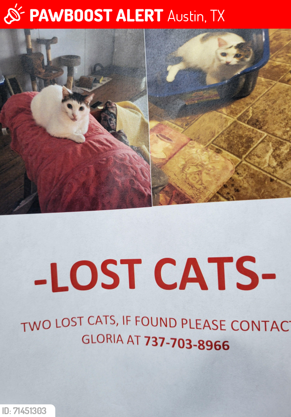 Lost Male Cat last seen Huron/ Lucerne, Austin, TX 78753