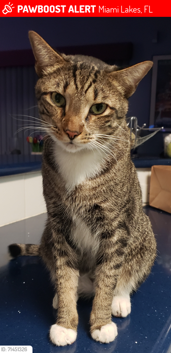 Lost Male Cat last seen Dunbarton Pl Miami Lakes, Miami Lakes, FL 33016