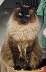 Lost Male Cat last seen sw pinebrook st, Tigard, OR 97224