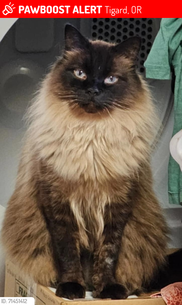 Lost Male Cat last seen sw pinebrook st, Tigard, OR 97224
