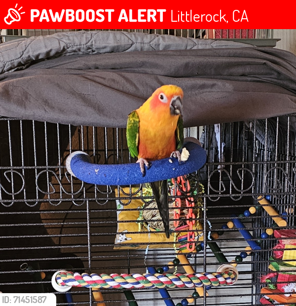 Lost Female Bird last seen T12, Littlerock, CA 93543