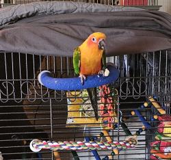 Lost Female Bird last seen T12, Littlerock, CA 93543