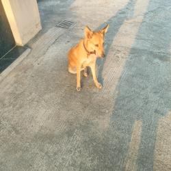 Lost Female Dog last seen Adarsh Public School, Delhi, DL 110043