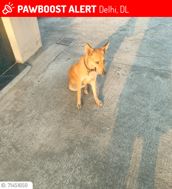 Lost Female Dog last seen Adarsh Public School, Delhi, DL 110043