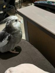 Lost Female Bird last seen Balmoral and Panama , Chicago, IL 60656