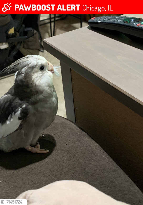 Lost Female Bird last seen Balmoral and Panama , Chicago, IL 60656