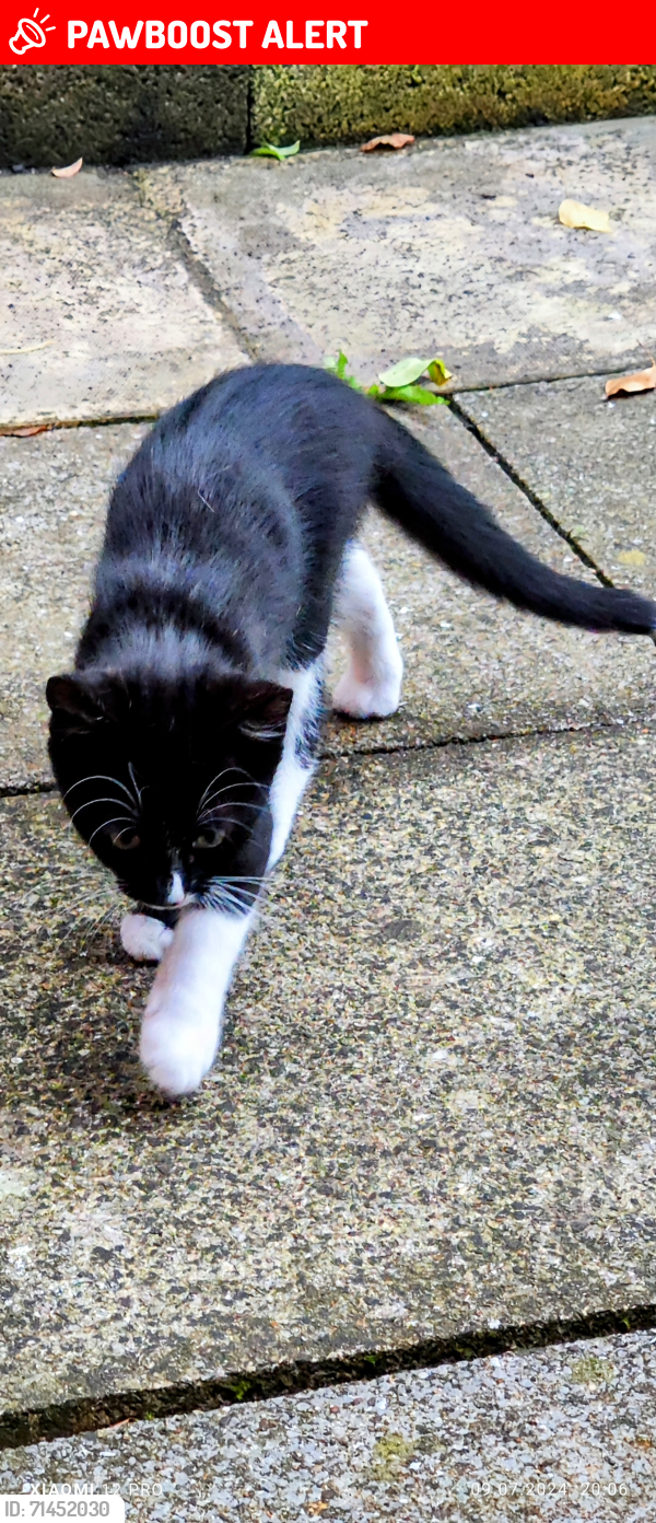Lost Male Cat last seen Np20 4gb, Newport, Wales NP20 4GB