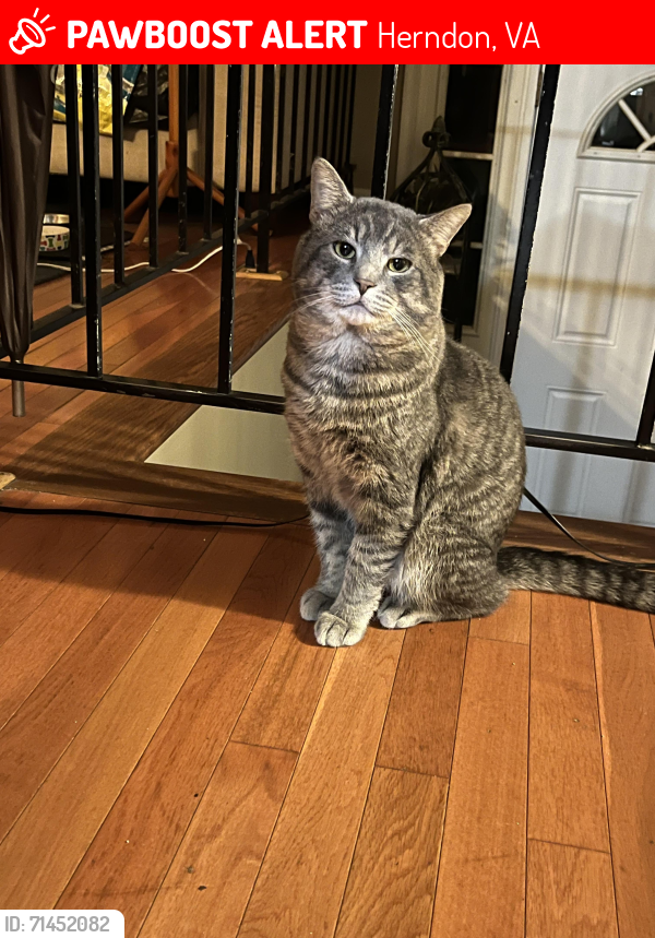 Lost Male Cat last seen Near Jeff Ryan dr , Herndon, VA 20170