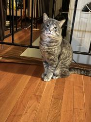 Lost Male Cat last seen Near Jeff Ryan dr , Herndon, VA 20170
