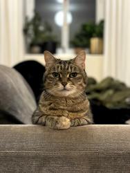 Lost Female Cat last seen Welsh Streets / Princes Park Liverpool, Merseyside, England L8 3UN