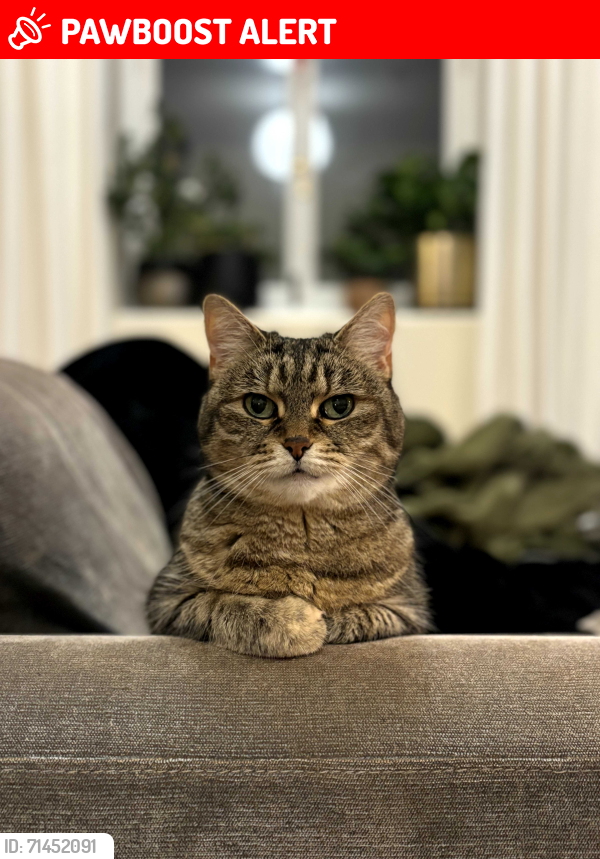 Lost Female Cat last seen Welsh Streets / Princes Park Liverpool, Merseyside, England L8 3UN