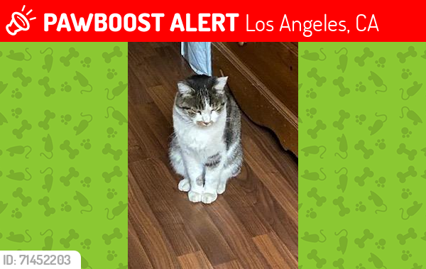 Lost Male Cat last seen Near block of Saint Clair in North Briarcliff neighborhood. Cross streets are Covello and Cohasset. Near Sun Valley., Los Angeles, CA 91605
