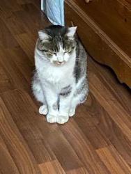Lost Male Cat last seen Near block of Saint Clair in North Briarcliff neighborhood. Cross streets are Covello and Cohasset. Near Sun Valley., Los Angeles, CA 91605