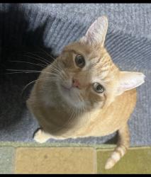 Lost Male Cat last seen Kings Church Road and Whitfield Lane, Bullitt County, KY 40071
