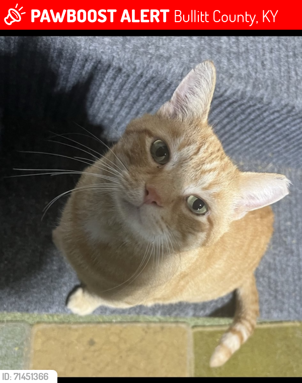 Lost Male Cat last seen Kings Church Road and Whitfield Lane, Bullitt County, KY 40071