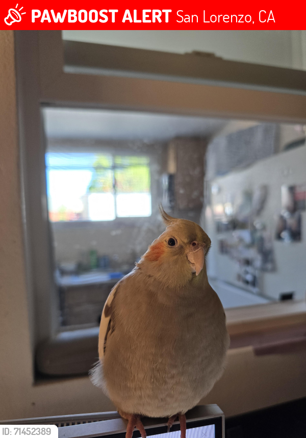 Lost Female Bird last seen Via Anacapa Ave, San Lorenzo, CA 94580