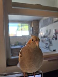 Lost Female Bird last seen Via Anacapa Ave, San Lorenzo, CA 94580