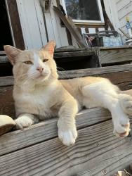 Lost Male Cat last seen Shadowglenn, Manor Tx, Manor, TX 78653