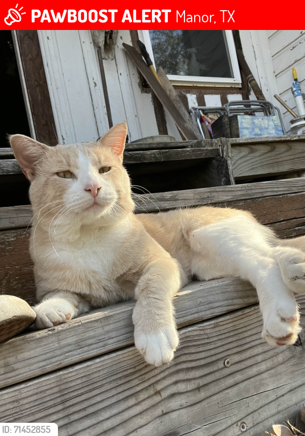 Lost Male Cat last seen Shadowglenn, Manor Tx, Manor, TX 78653