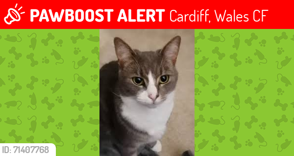 Lost Male Cat last seen Wyncliffe Gardens, Pentwyn, Cardiff, Cardiff, Wales CF23