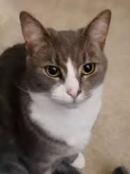 Lost Male Cat last seen Wyncliffe Gardens, Pentwyn, Cardiff , Cardiff, Wales CF23