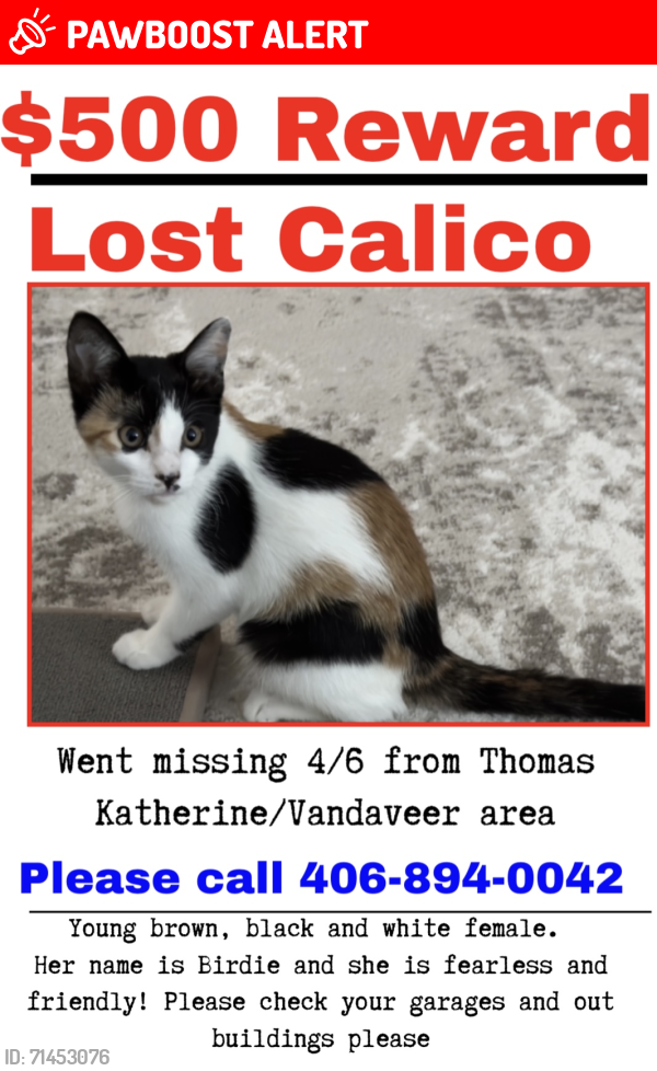 Lost Female Cat last seen Vandaveer , Yellowstone County, MT 59101