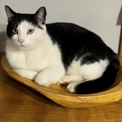 Lost Male Cat last seen River Bend Road, between Equestrian Park and Reedy River/Carillion, Greenville County, SC 29617