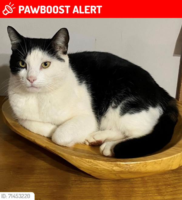 Lost Male Cat last seen River Bend Road, between Equestrian Park and Reedy River/Carillion, Greenville County, SC 29617
