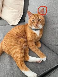 Lost Male Cat last seen LOST AT DISNEY FORT WILDERNESS CAMPGROUND , Lake Buena Vista, FL 32830