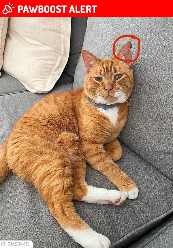 Lost Male Cat last seen LOST AT DISNEY FORT WILDERNESS CAMPGROUND, Lake Buena Vista, FL 32830