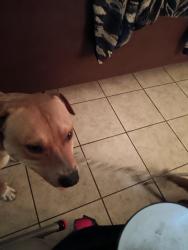 Lost Male Dog last seen Southcross and Pecan Valley, San Antonio, TX 78223