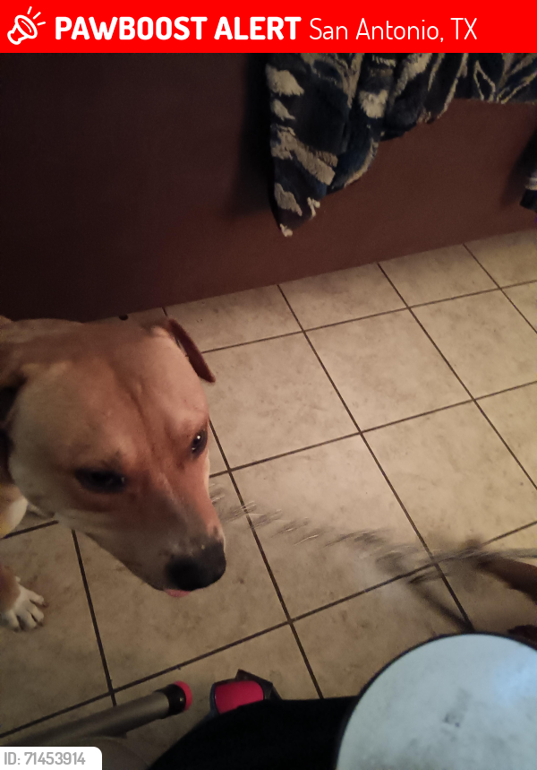 Lost Male Dog last seen Southcross and Pecan Valley, San Antonio, TX 78223