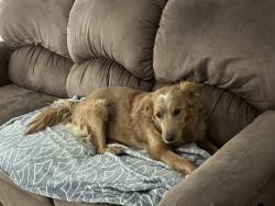 Found/Stray Female Dog last seen E. Earley Rd & S. Henness Rd, Pinal County, AZ 85222