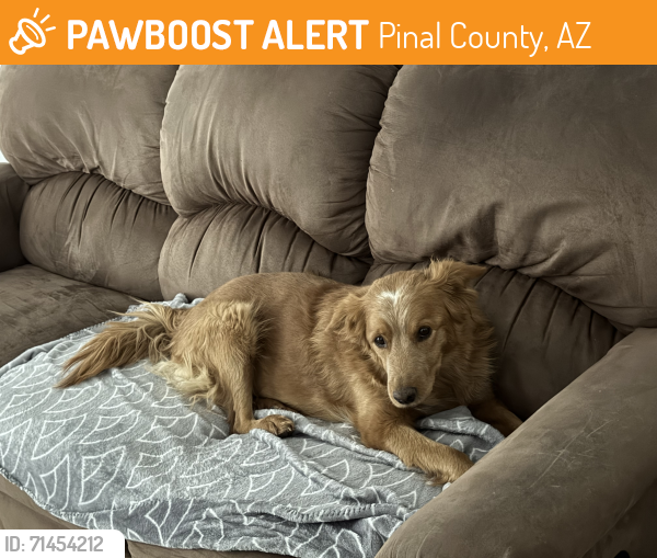 Found/Stray Female Dog last seen E. Earley Rd & S. Henness Rd, Pinal County, AZ 85222