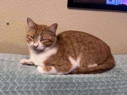 Lost Male Cat last seen Southshore dr and old 105 , Conroe, TX 77304