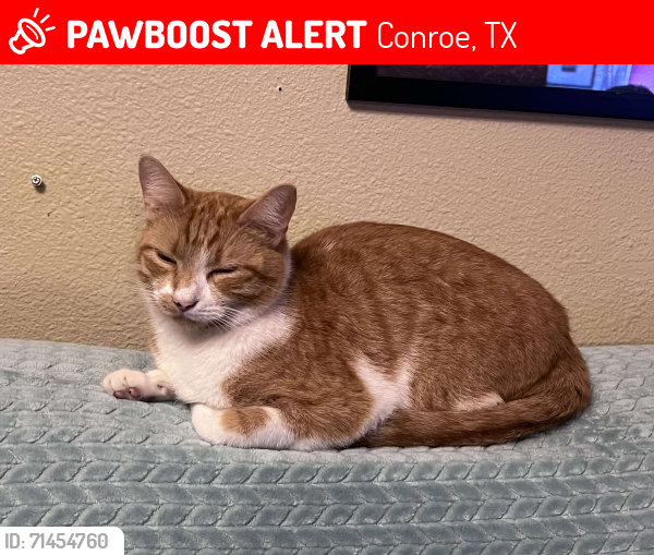 Lost Male Cat last seen Southshore dr and old 105 , Conroe, TX 77304