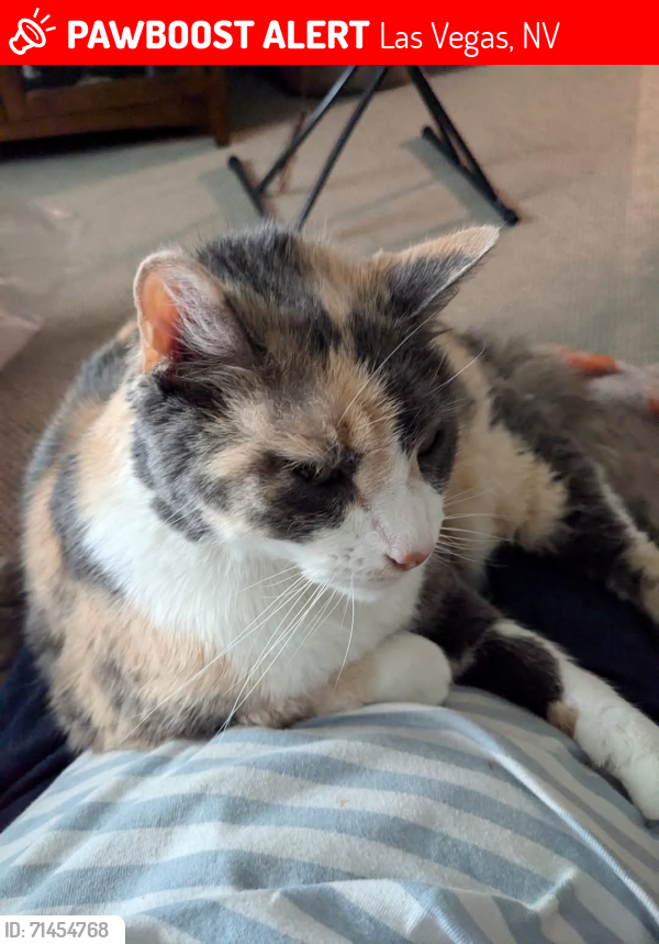 Lost Female Cat last seen W Twain avenue and S Jones Blvd , Las Vegas, NV 89103