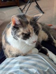 Lost Female Cat last seen W Twain avenue and S Jones Blvd , Las Vegas, NV 89103