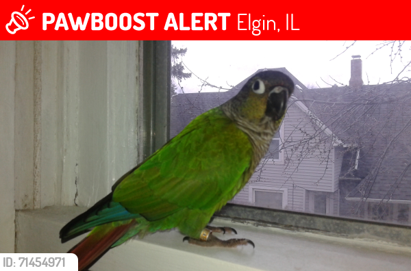 Lost Unknown Bird last seen Near Mill Street Elgin , Elgin, IL 60123