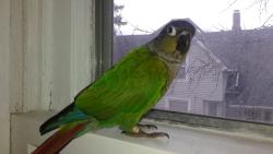 Lost Unknown Bird last seen Near Mill Street Elgin , Elgin, IL 60123