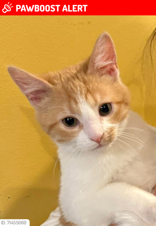 Lost Male Cat last seen Columbia Station, OH, Columbia Township, OH 44028