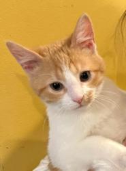 Lost Male Cat last seen Columbia Station, OH, Columbia Township, OH 44028